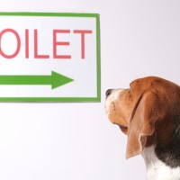 dog looking at the toliet sign
