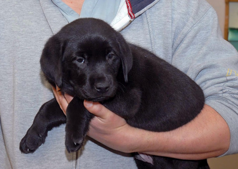 man holding a black puppy