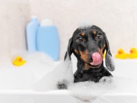 How to Groom Your Dog at Home