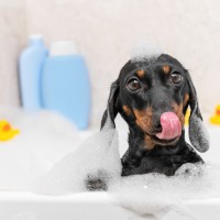 Dog sitting in bathtub against the background of yellow ducks. Dachshund covered in soapy foam licks with pleasure.