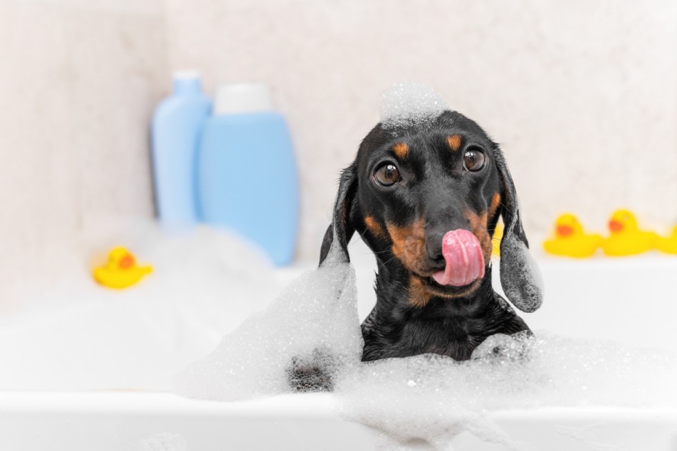 Dog sitting in bathtub against the background of yellow ducks. Dachshund covered in soapy foam licks with pleasure.