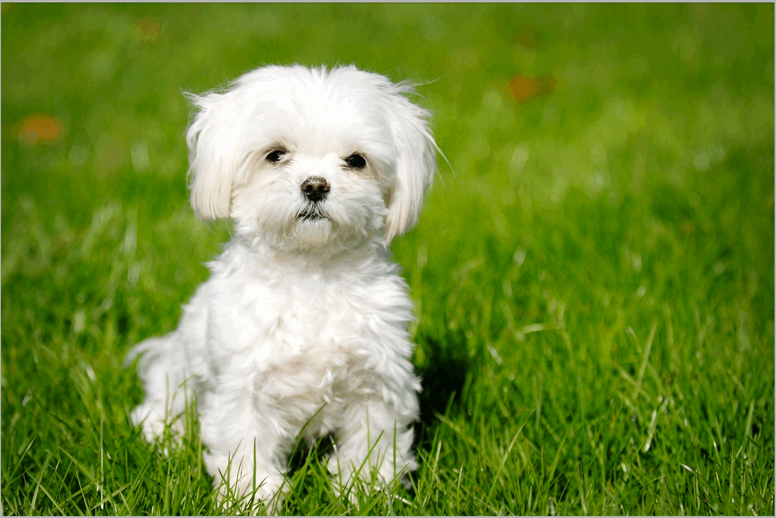 hypoallergenic dog breed
