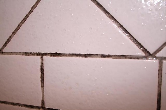 mold in tile gaps
