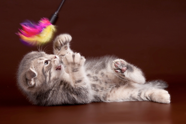 kitten playing with a feather toy
