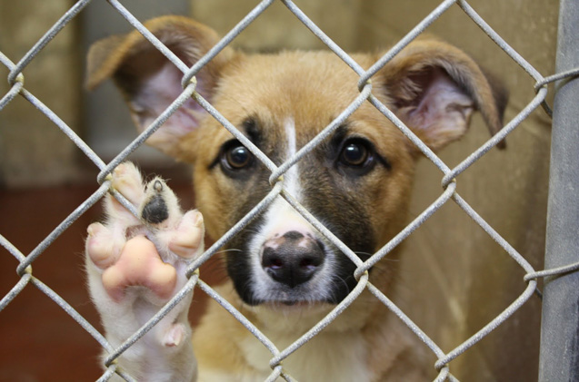 dog in shelter paw on cage asking to adopt