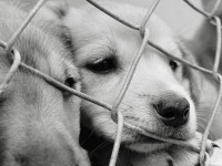 How to adopt a dog from a shelter