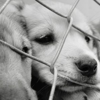 sad puppy behind metal grate