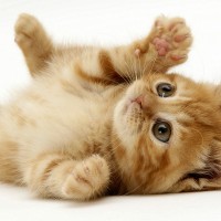 ginger playful kitten