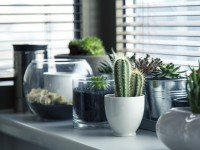 8 Steps to Take Care of Houseplants
