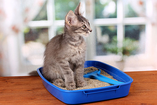 kitten using a litter box