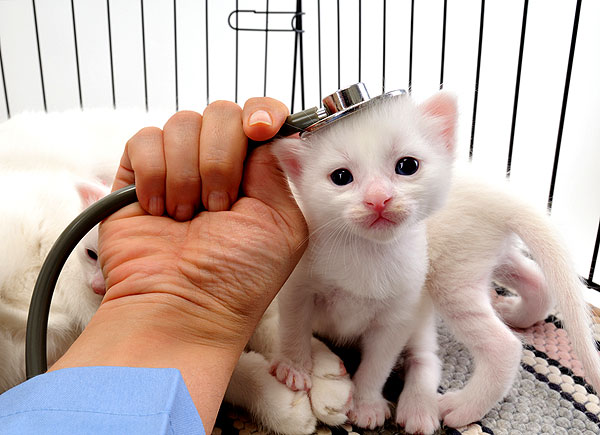cute white kitten at the vets