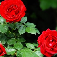 red rose bush