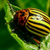 garden insects pest control