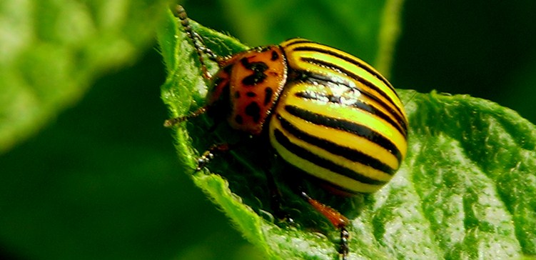 garden insects pest control