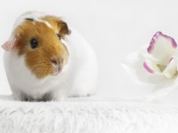 How to take care of guinea pigs