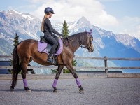 How to Train a Horse | an overview for beginners