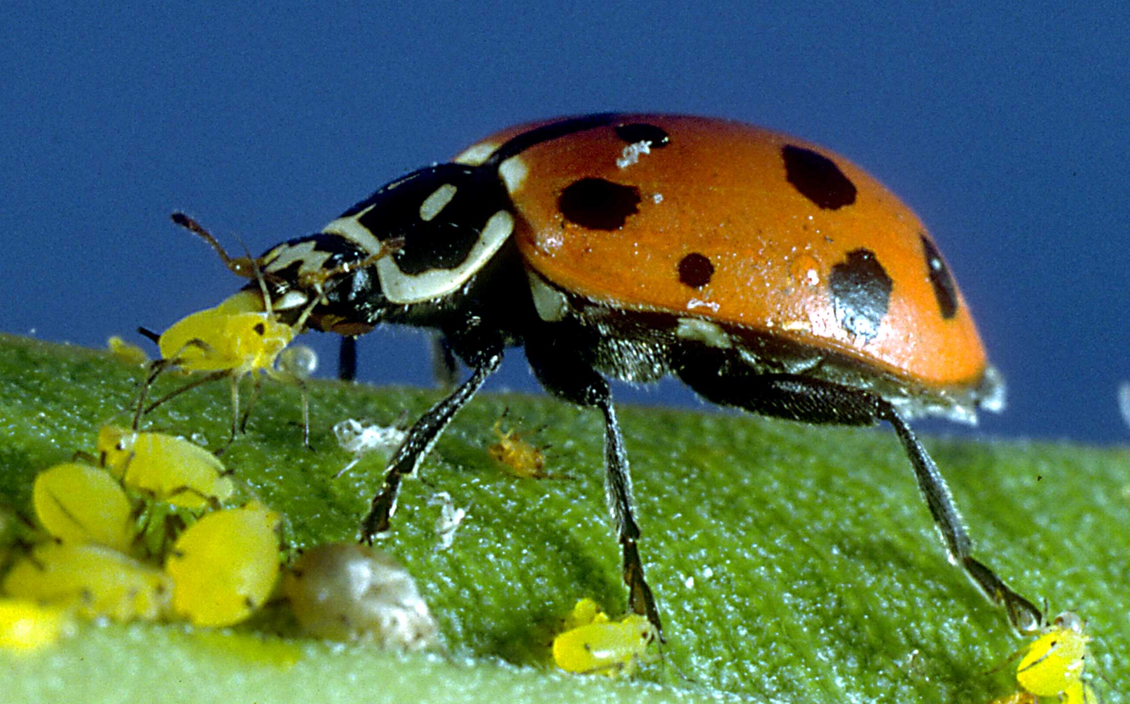 ladybug eating aphides organic pest control tip