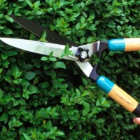 trimming the bushes with shears