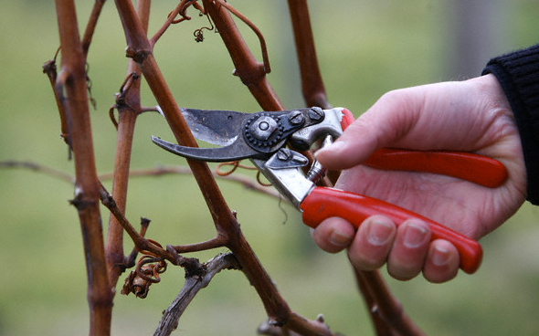 person pruning grape vines