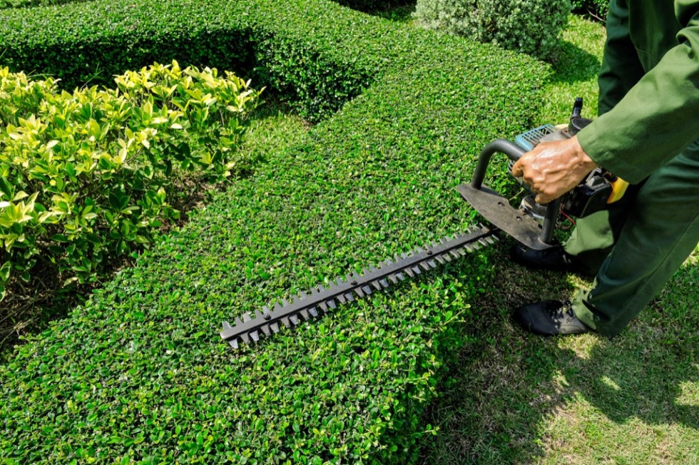 How to Trim Bushes and When is The Best Time to Trim HireRush
