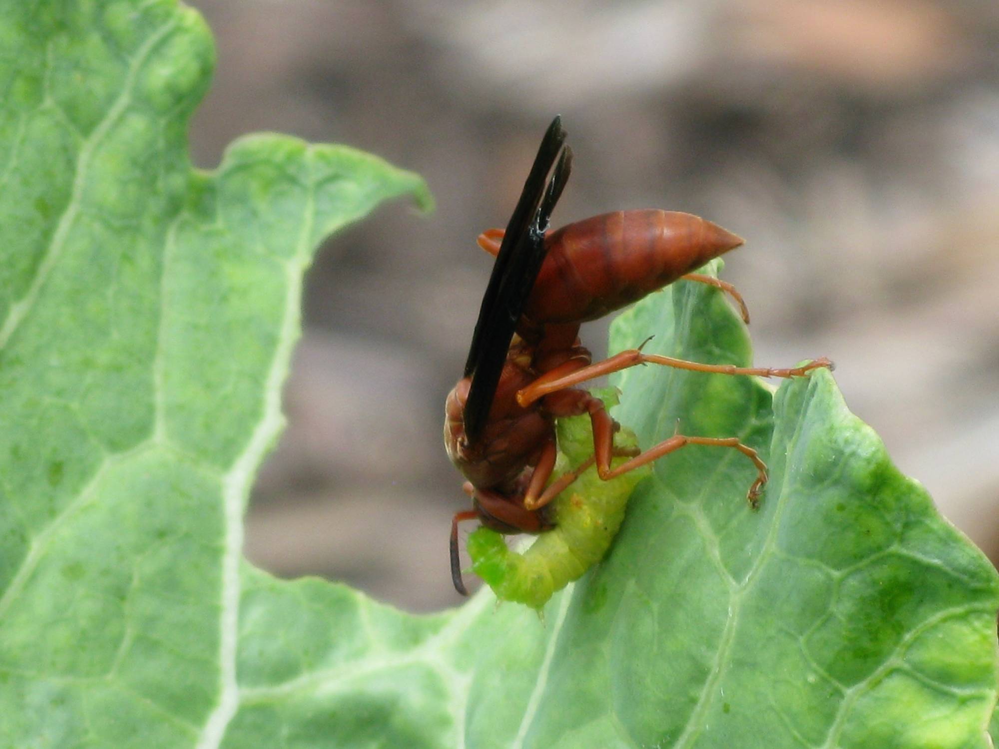 small wasp eating caterpillar organic pest control tip