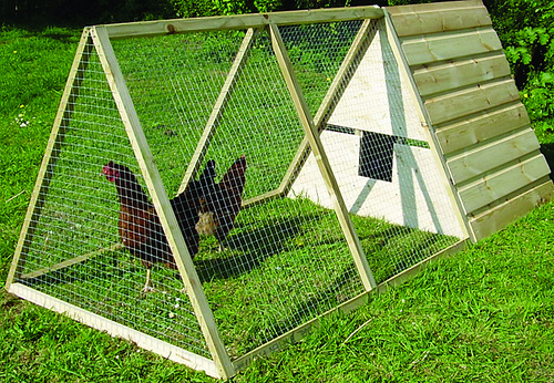 a-frame chicken coop with 2 chickens