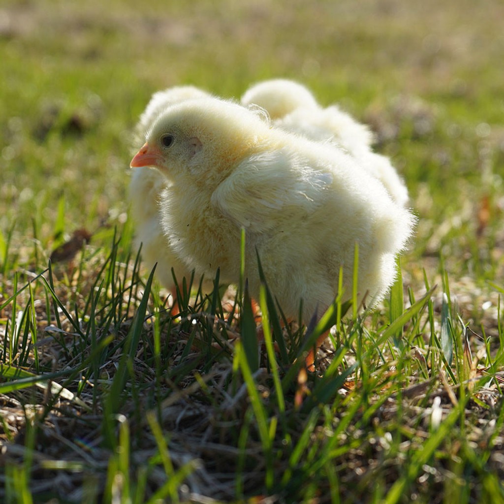 Cornish-Rock-Cross-Chicks---Web---1000-x-1000__78735