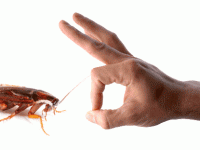 How to get rid of cockroaches