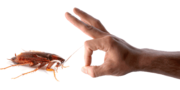 hand kicking a cockroach