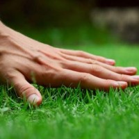 hand on green grass