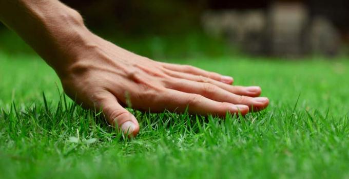 hand on green grass