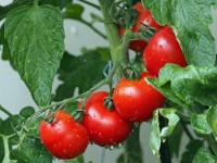 How to grow tomatoes in a pot