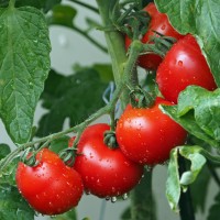 tomatoes-1561565_1920