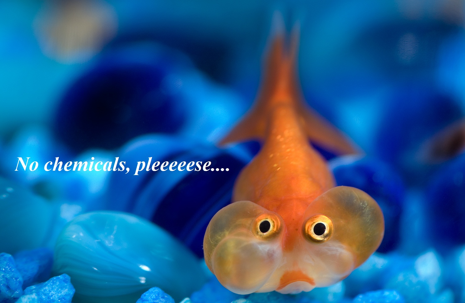 bubble eye fish in a fish tank