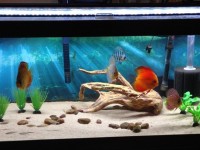 How to clean a fish tank