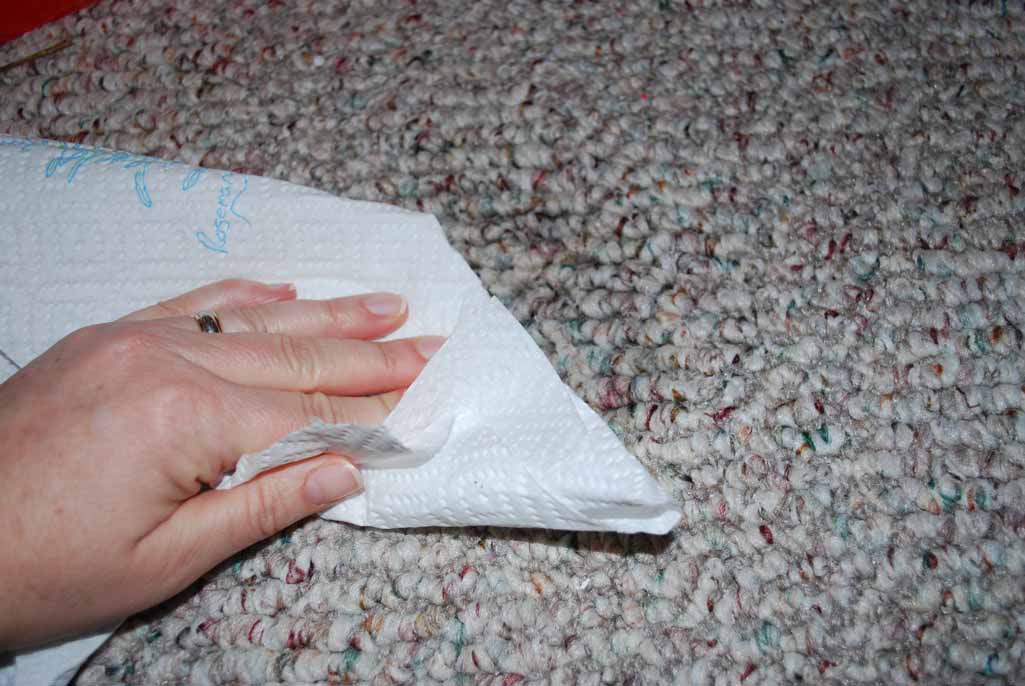 blotting carpet with paper towel to get rid of urine stains