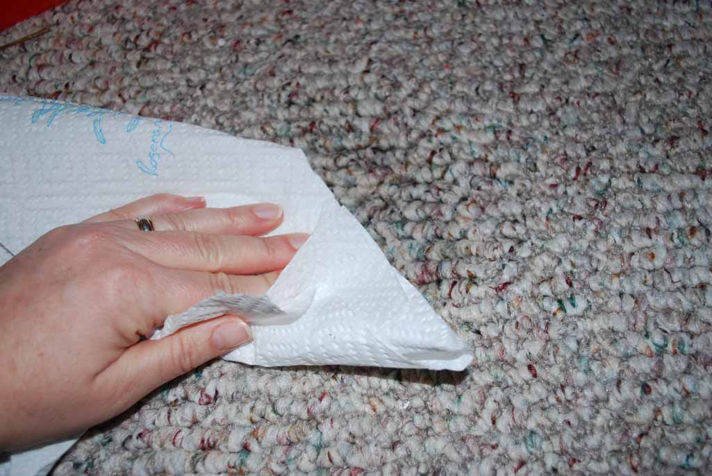 How to remove pet stains from carpet HireRush Blog