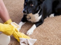 How to remove pet stains from carpet