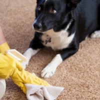 dog laying on carpet and person cleaning pets stains from it