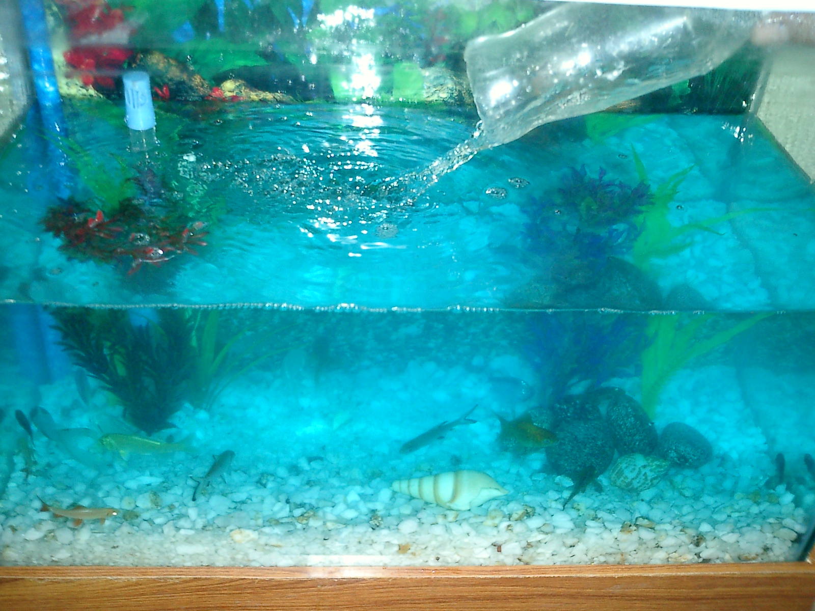 adding water to a fish tank