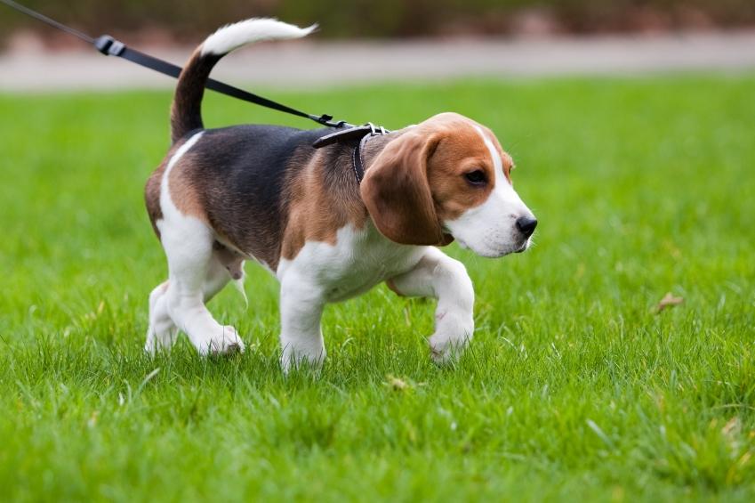 How to leash train a puppy HireRush Blog