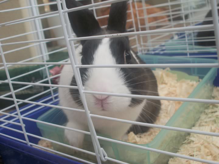 Top 3 easy pets to take care of HireRush Blog