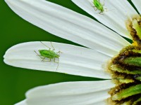 How to get rid of aphids