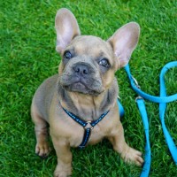 french-bulldog-4301672_1920