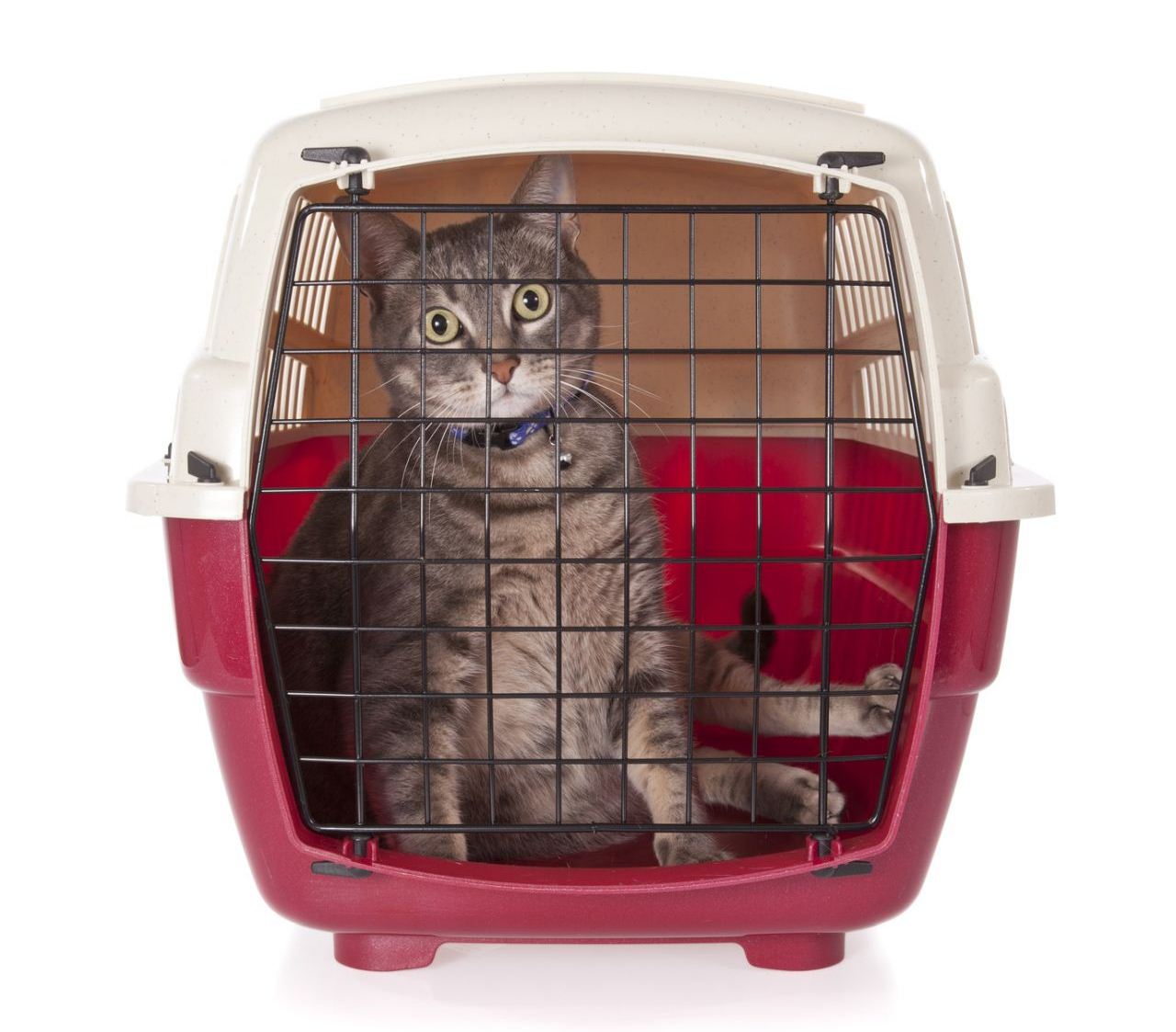 travelling with a cat carrier