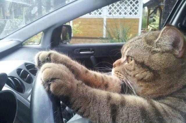 look-the-cat-can-drive.jpg