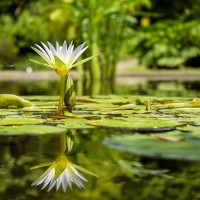 water-lily-1857350_1920