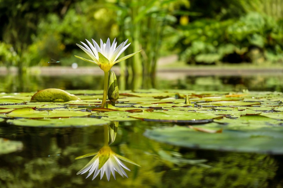 water-lily-1857350_1920