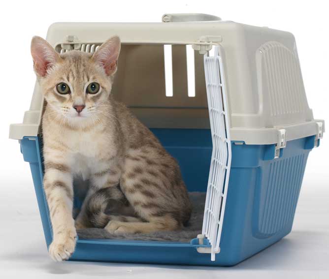 Kitten supplies must haves to get for your pet HireRush blog