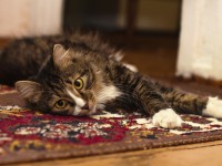 How to patch carpet to fix a hole in it